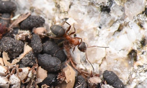 Site ants on sale